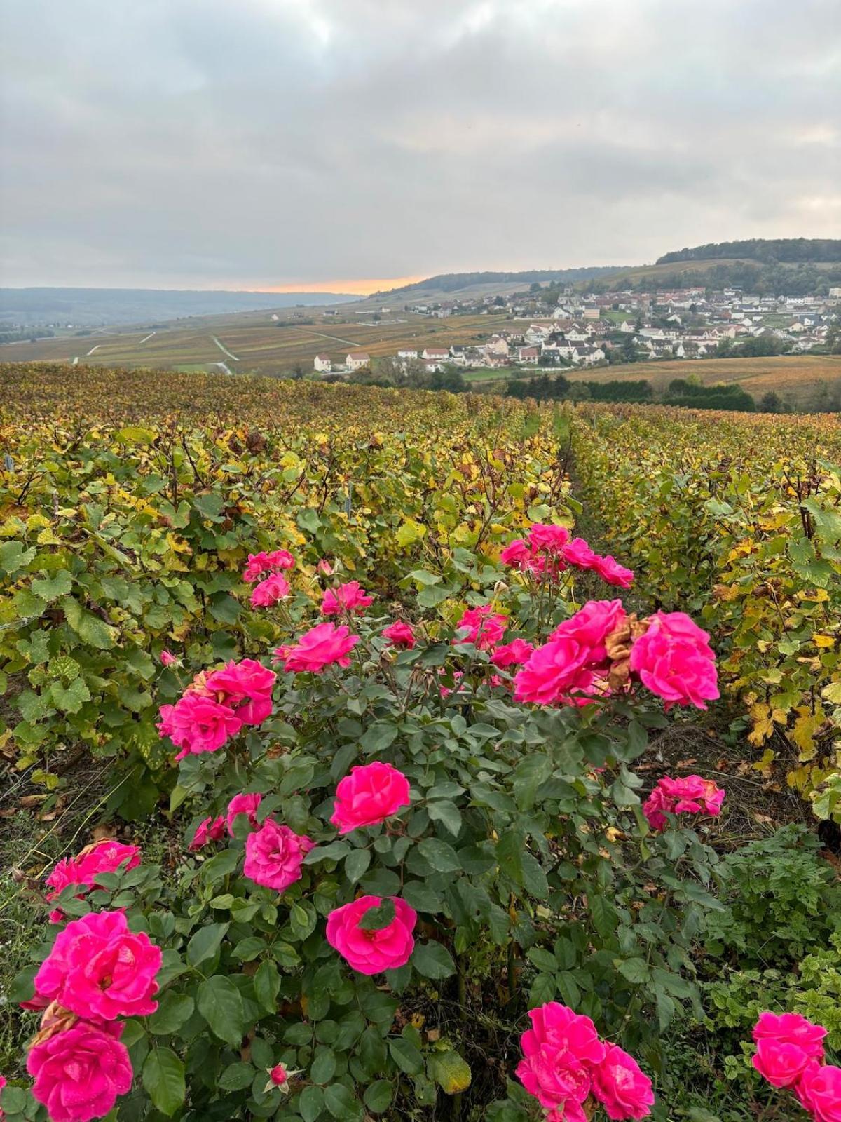 La Galipette, En Champagne